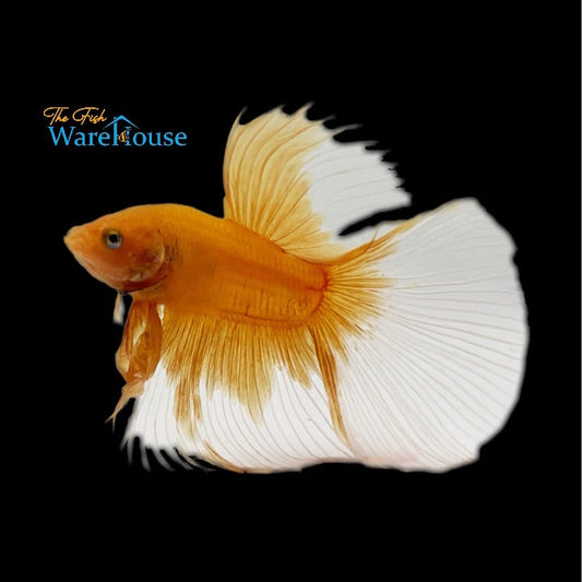 Gold Butterfly Halfmoon Betta - Male (Betta splendens)