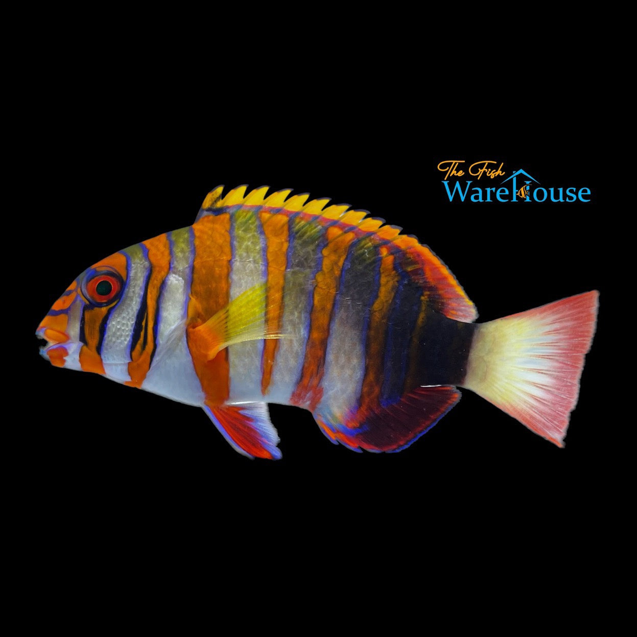 Harlequin Tusk (Choerodon fasciatus)