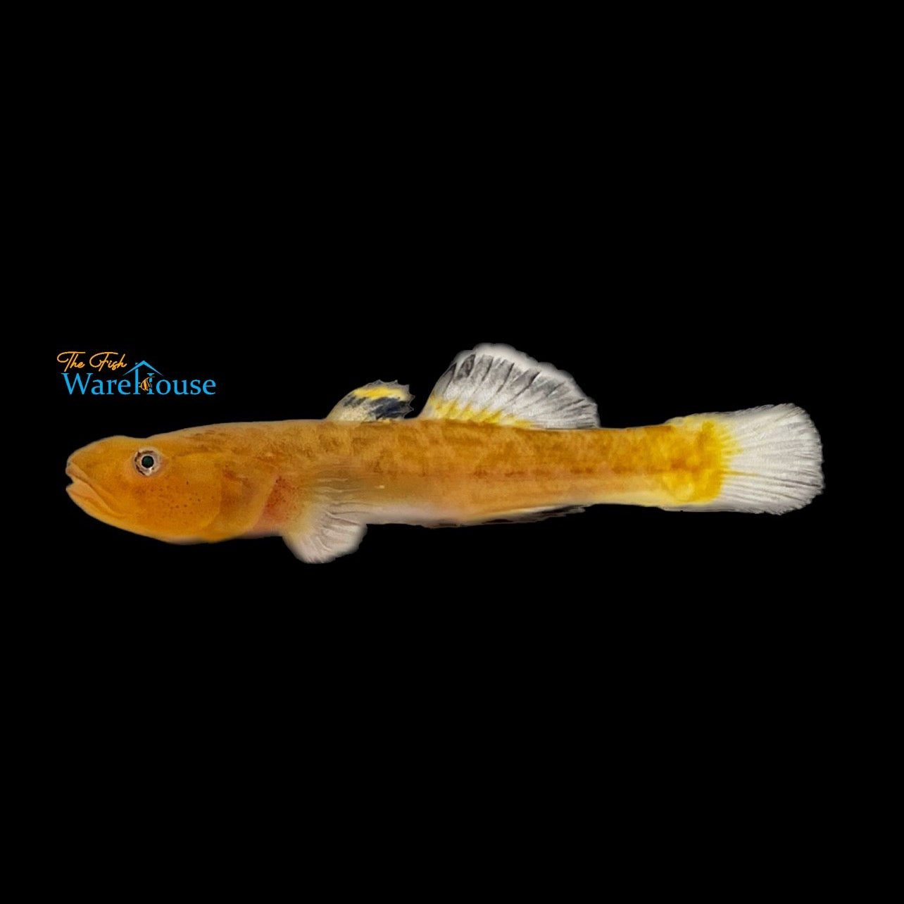 Gold Desert Goby (Chlamydogobius eremius)