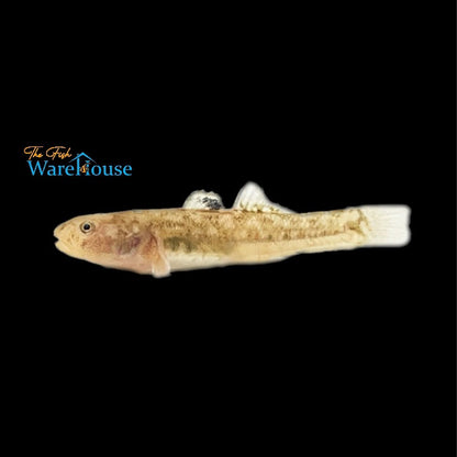 Gold Desert Goby (Chlamydogobius eremius)