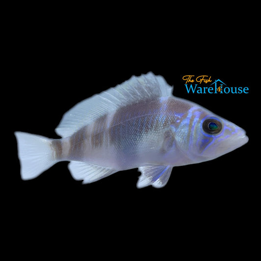 Barred Hamlet (Hypoplectrus puella)