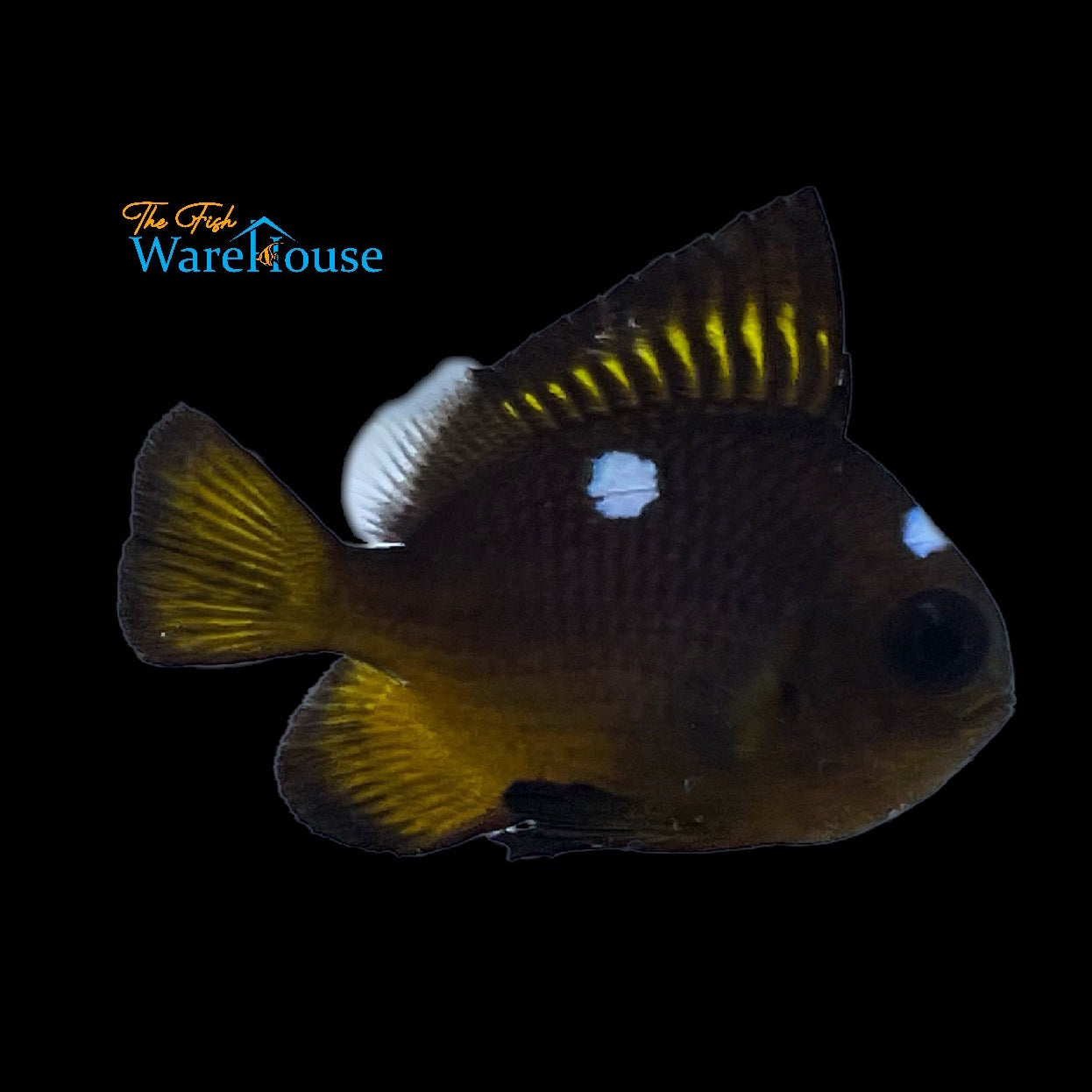 Gold Domino Damsel (Dascyllus auripinnis)