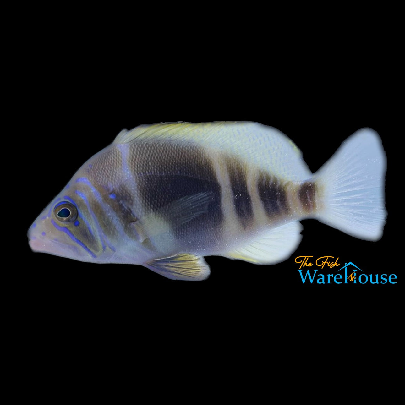 Barred Hamlet (Hypoplectrus puella)