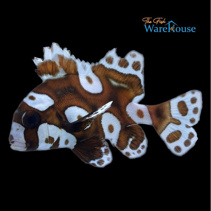 Harlequin Sweetlips (Plectorhinchus chaetodonoides)