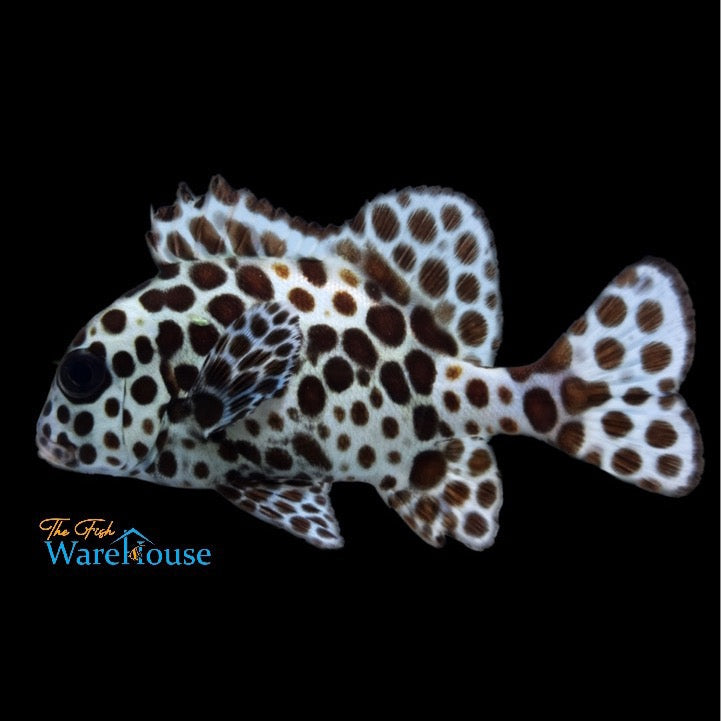 Harlequin Sweetlips (Plectorhinchus chaetodonoides)