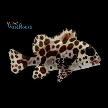 Harlequin Sweetlips (Plectorhinchus chaetodonoides)