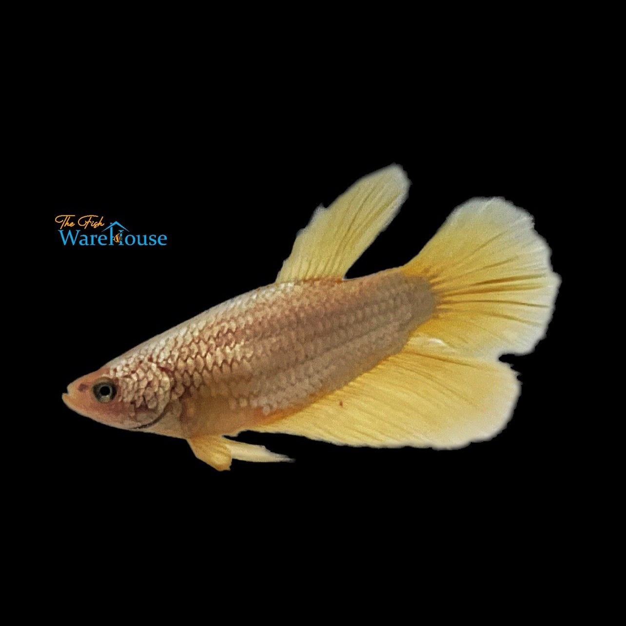 Gold Dragon Halfmoon Betta - Female (Betta splendens)