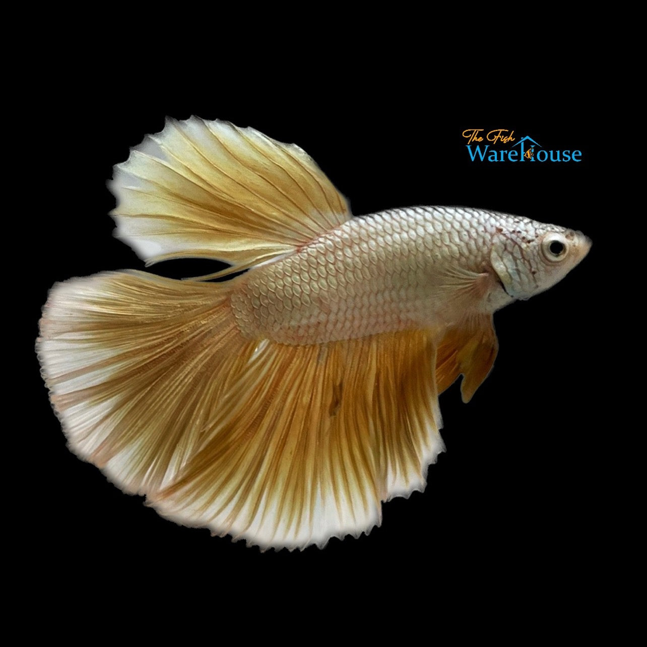 Gold Dragon Halfmoon Betta - Male (Betta splendens)