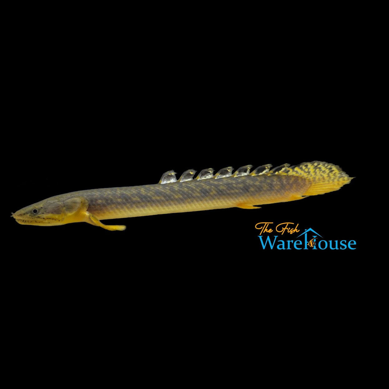 Gold Dust Bichir (Polypterus palmas buettikoferi)