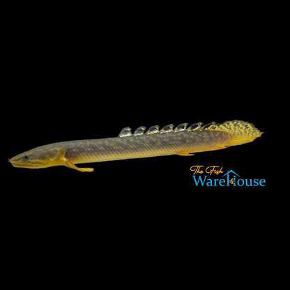 Gold Dust Bichir (Polypterus palmas buettikoferi)