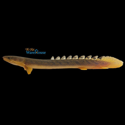 Gold Dust Bichir (Polypterus palmas buettikoferi)