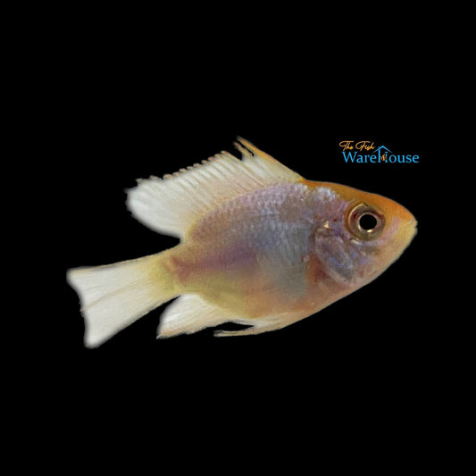 Gold Face Electric Blue Balloon Ram (Mikrogeophagus ramirezi)