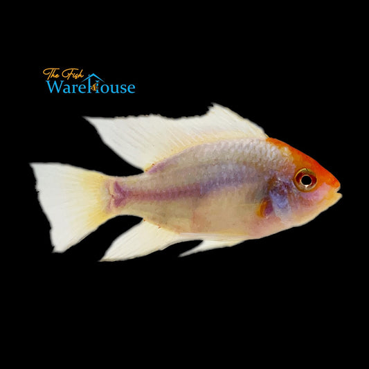 Gold Face Electric Blue Ram (Mikrogeophagus ramirezi)