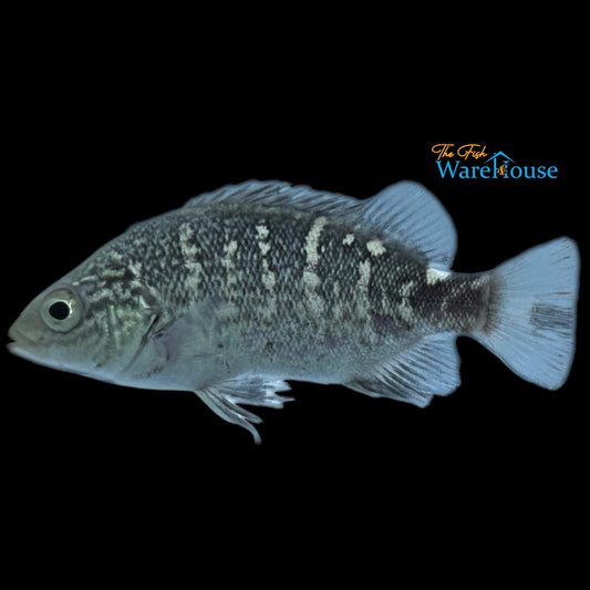 Mountain Grunter (Hephaestus habbemai)