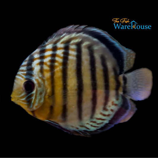 Semi Royal Green Tefe Discus - Wild (Symphysodon aequifasciata)