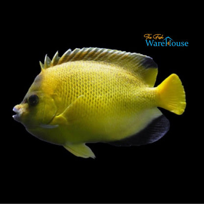 Armitage Angelfish (Apolemichthys armitagei)