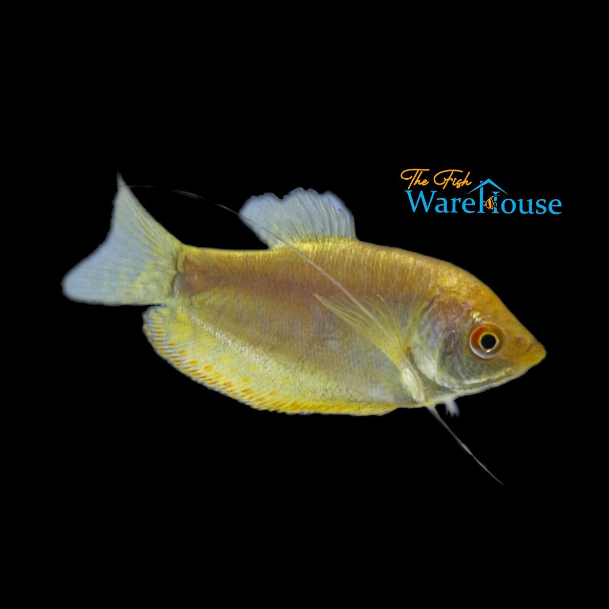 Gold Gourami (Trichogaster trichopterus gold)