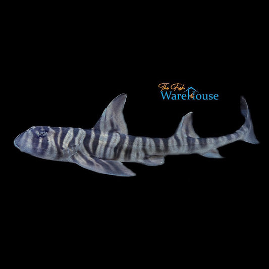 Zebra Horn Shark (Heterodontus zebra)