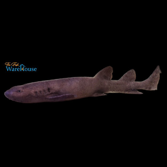 Short Tail Nurse Shark (Pseudoginglymostoma brevicaudatum)