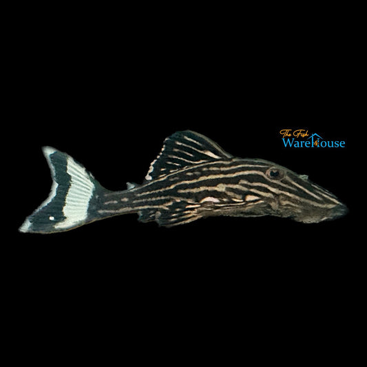 Thunder Line Royal Pleco L027 (Panaque armbrusteri 'Rio Tapajos' L027)