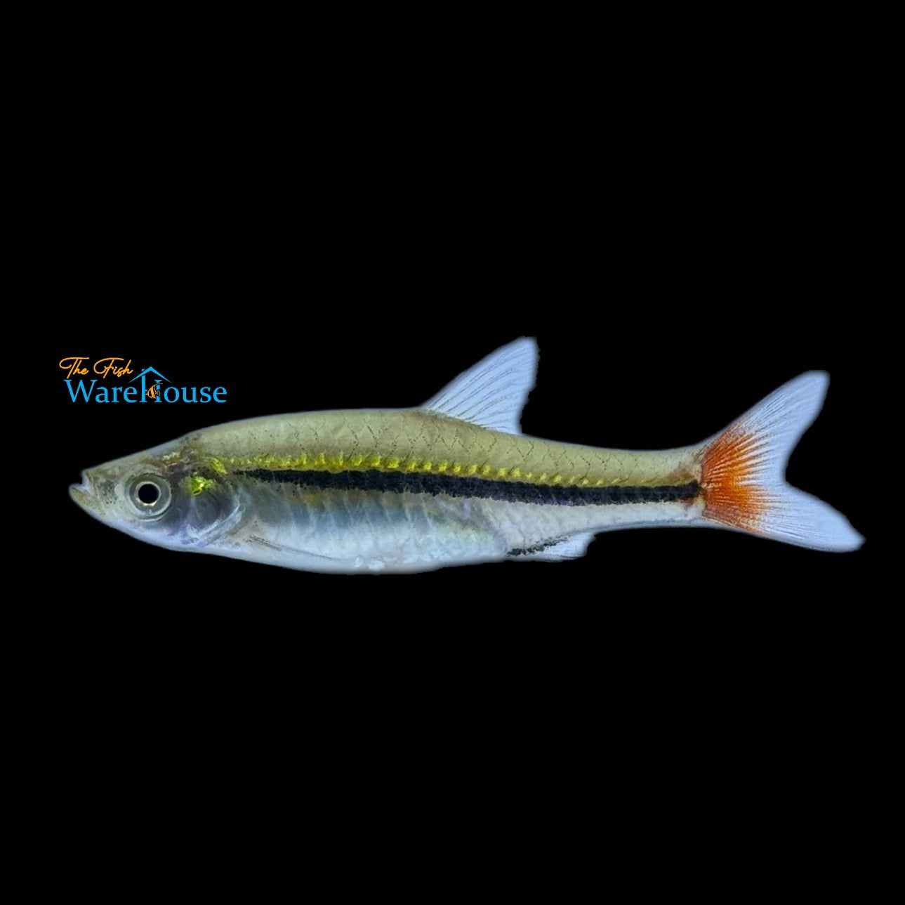 Brilliant Rasbora (Rasbora einthovenii)