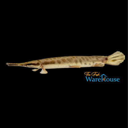 Florida Gar (Lepisosteus platyrhincus)