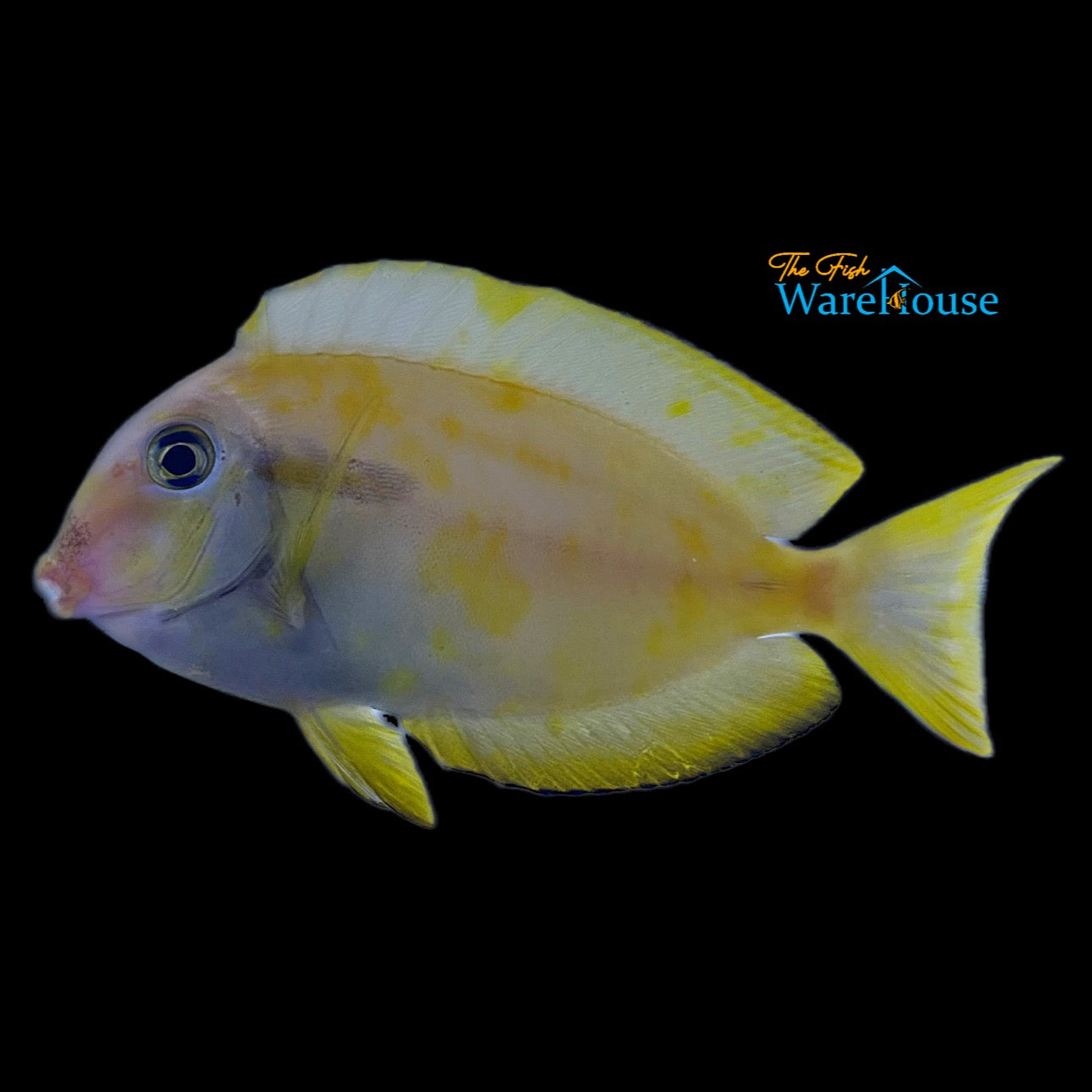 Aberrant Orange Shoulder Tang (Acanthurus olivaceus var.)