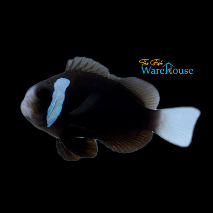 McCulloch's Clownfish - Captive Bred (Amphiprion mccullochi)