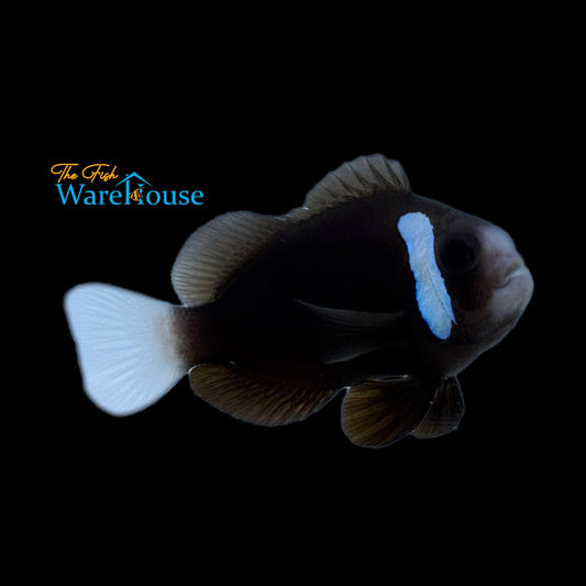 McCulloch's Clownfish - Captive Bred (Amphiprion mccullochi)