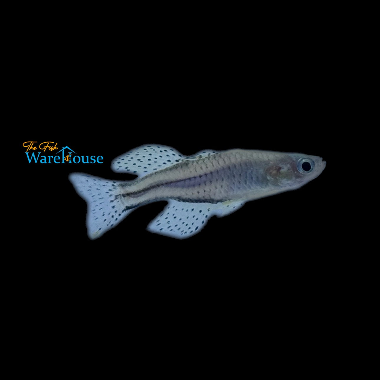 Gertrude's Rainbowfish 'Aru II' (Pseudomugil gertrudae)