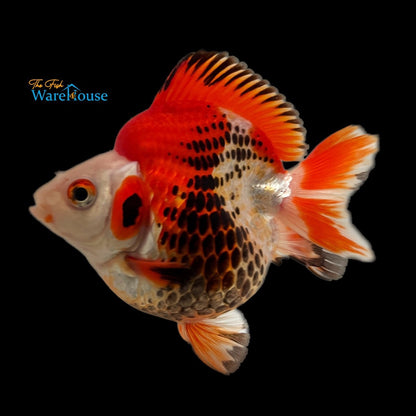 Assorted Short Fin Ryukin Goldfish (Carassius auratus)