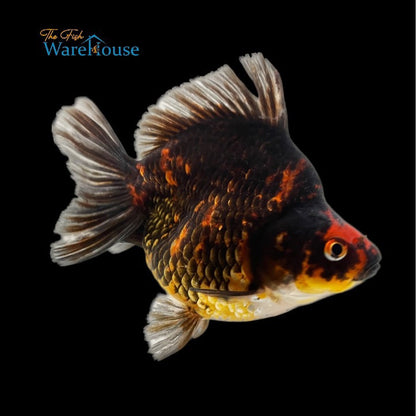 Assorted Short Fin Ryukin Goldfish (Carassius auratus)