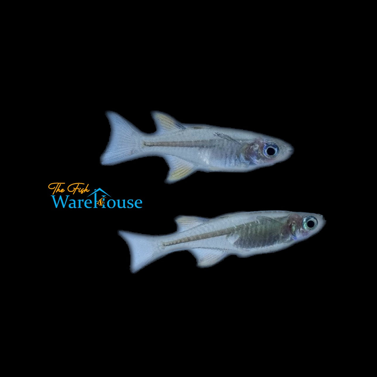 Pacific Blue Eye Rainbowfish (Pseudomugil signifer)