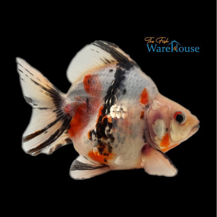 Assorted Short Fin Ryukin Goldfish (Carassius auratus)