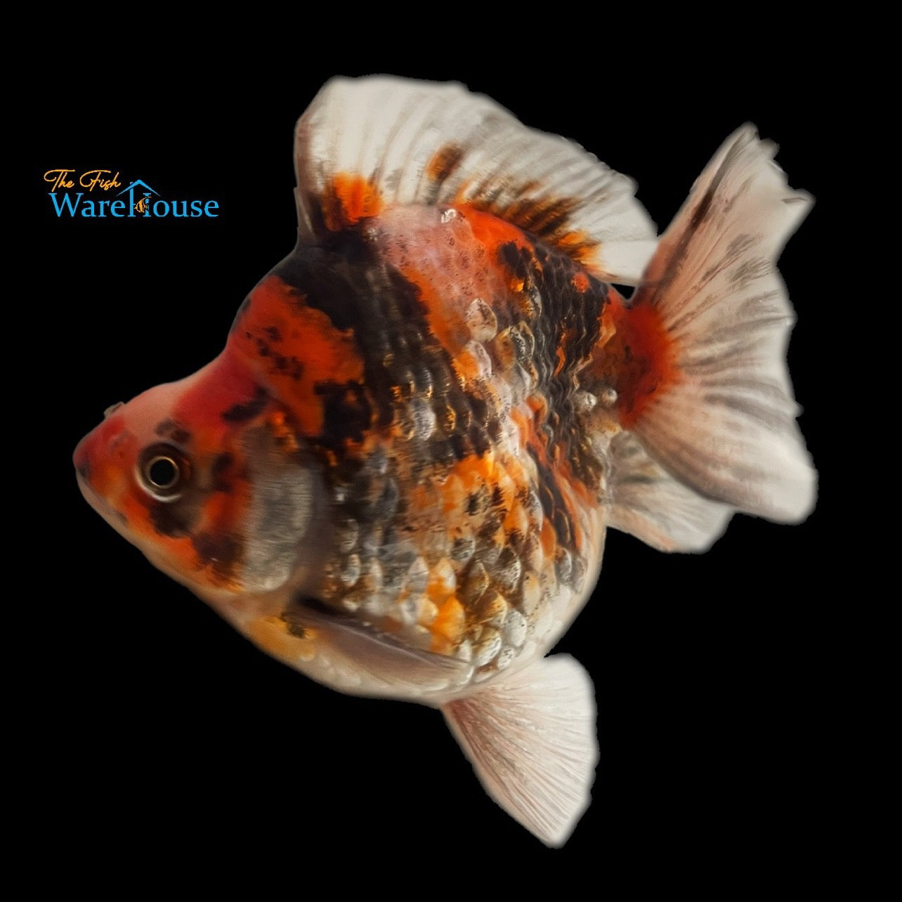 Assorted Short Fin Ryukin Goldfish (Carassius auratus)