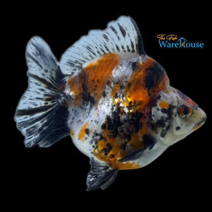 Assorted Short Fin Ryukin Goldfish (Carassius auratus)