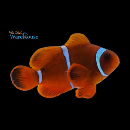 White Stripe Maroon Clownfish - Wild (Premnas biaculeatus)