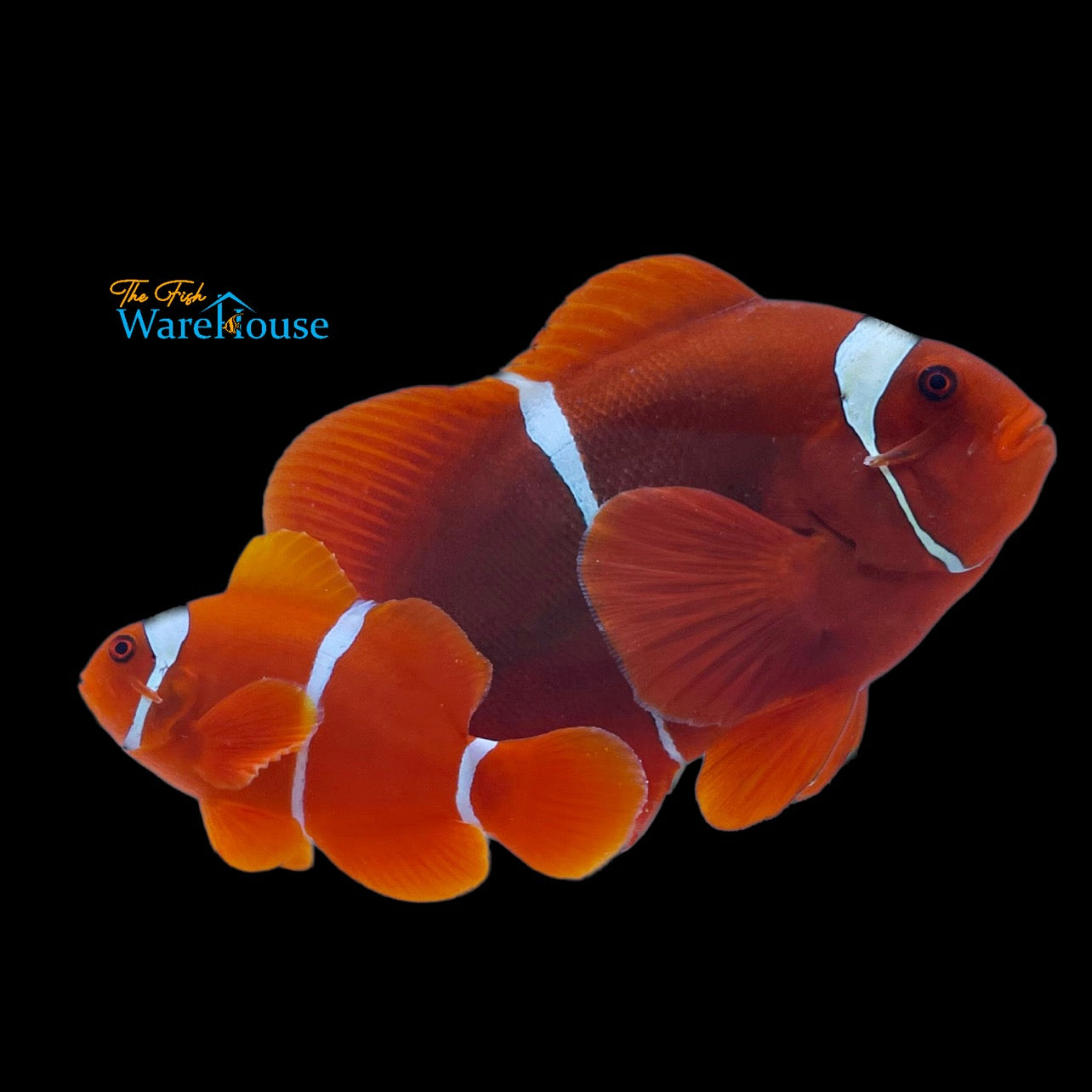 White Stripe Maroon Clownfish - Wild (Premnas biaculeatus)