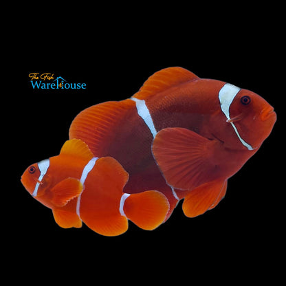 White Stripe Maroon Clownfish - Wild (Premnas biaculeatus)