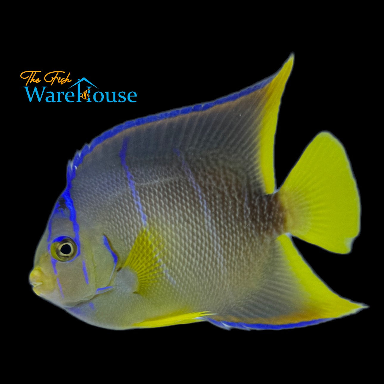 Blue Angelfish - Transitioning (Holacanthus bermudensis)