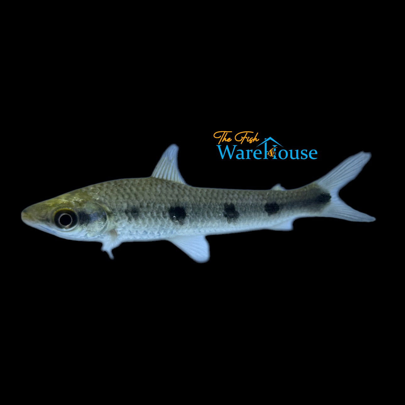 Five Spot Leporinus (Schizodon fasciatus)