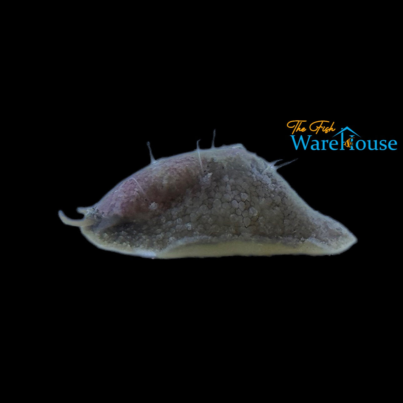 Stomatella Snail (Stomatella planulata)