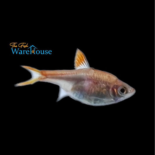 Gold Harlequin Rasbora (Trigonostigma heteromorpha 'Gold')