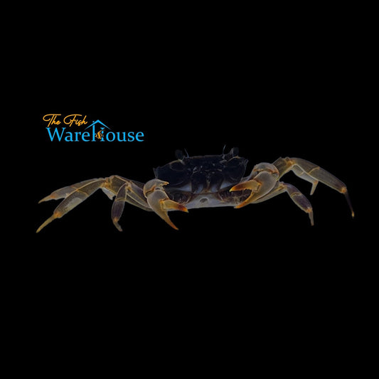 Gold Leg Matano Crab (Parathelphusa ferruginea)