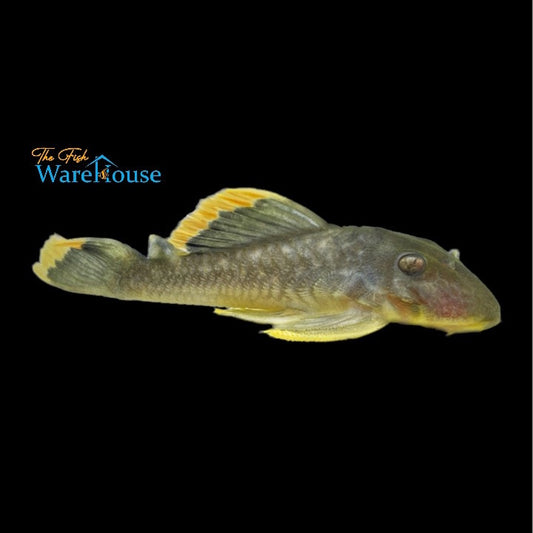 Mango Pleco L047 (Baryancistrus chrysolomus)