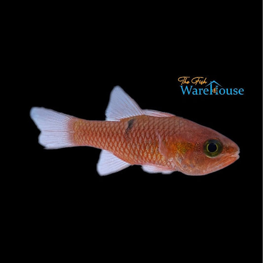 Barspot Cardinalfish (Apogon retrosella)