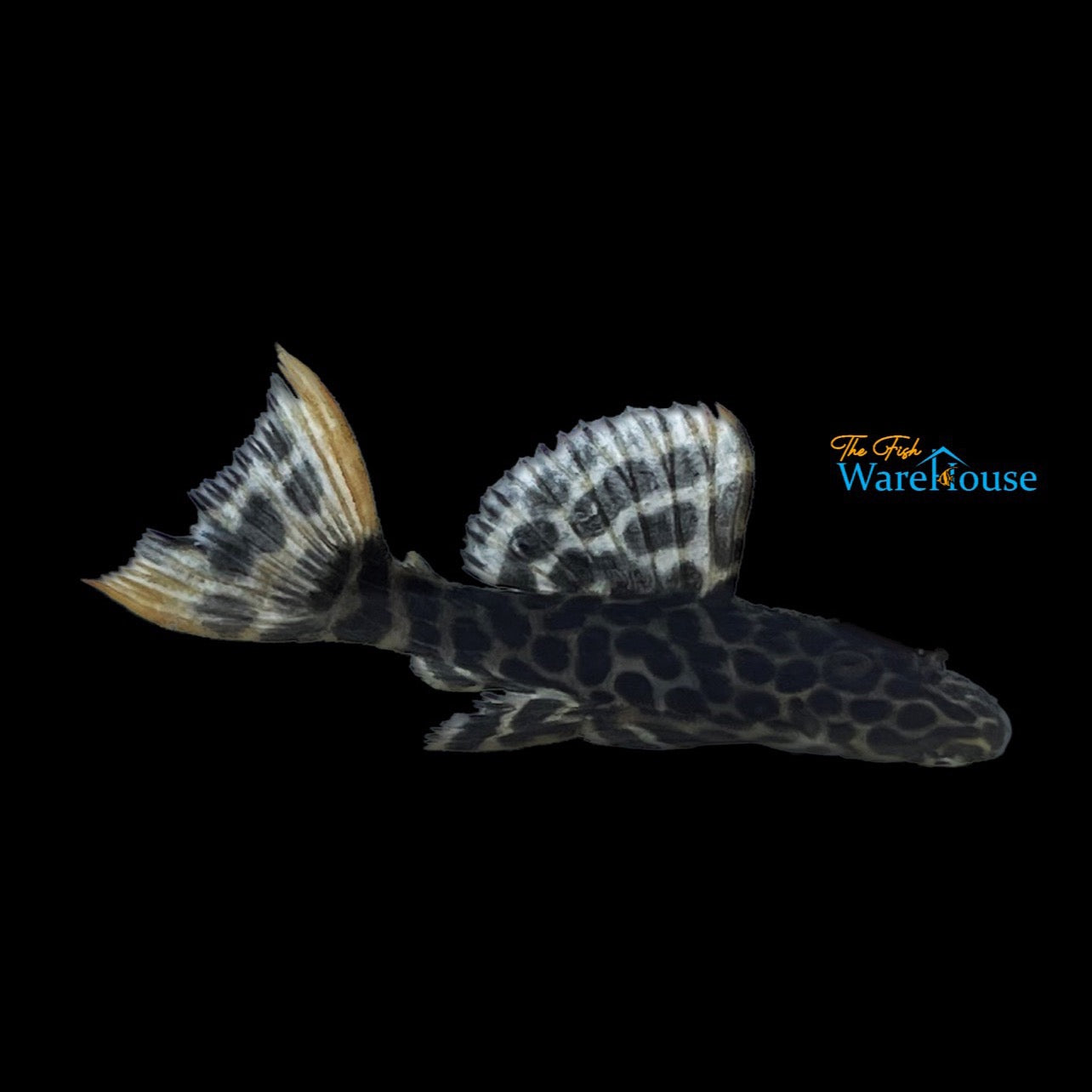 Demini Leopard Cactus Pleco L114 (Pseudacanthicus cf. leopardus L114)