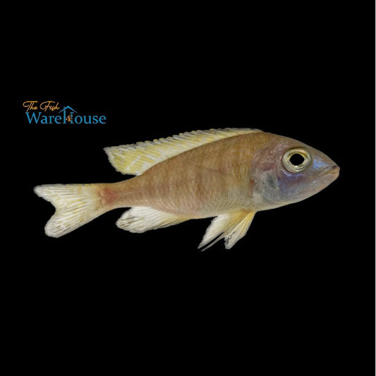 Gold Mbamba Bay Cichlid (Placidochromis sp. gold 'Mbamba Bay')