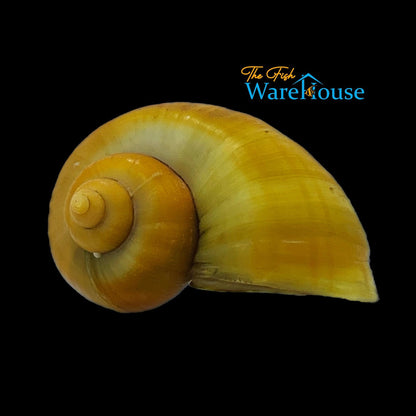 Gold Mystery Snail (Pomacea bridgesii)