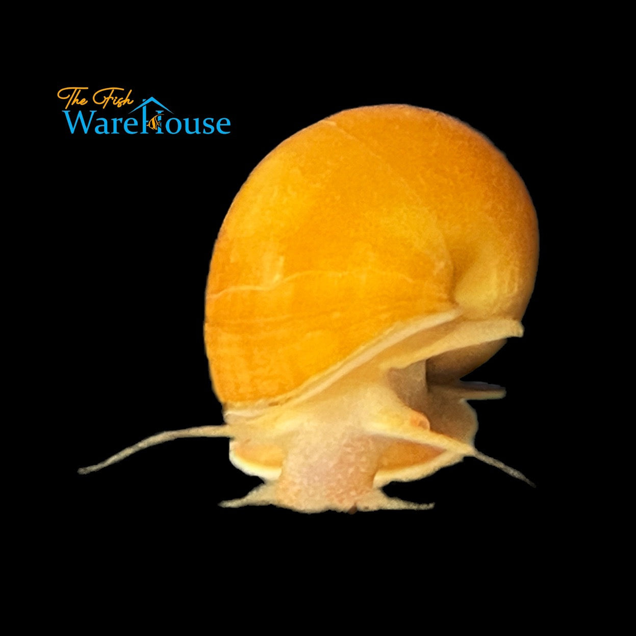 Gold Mystery Snail (Pomacea bridgesii)